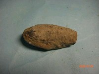 藏品(魚骨)的圖片